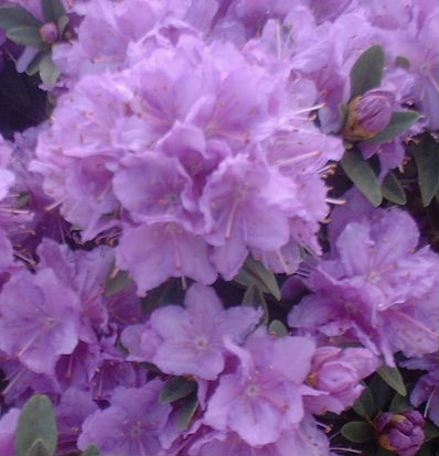 Rhododendron Purple Gem