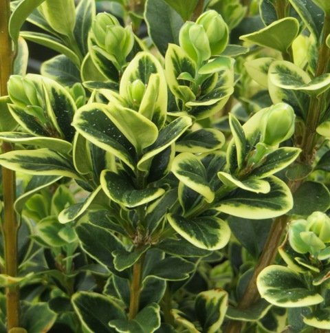 Buxus (boxwood) – Variegated (sempervirens) – Riggins Nursery, Llc