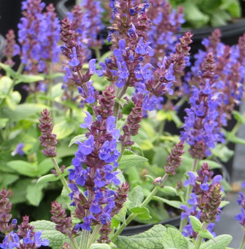 Salvia – Bumbleblue – Riggins Nursery, Llc