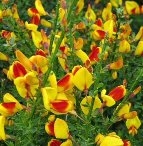 Sister Disco with Yellow Blooms