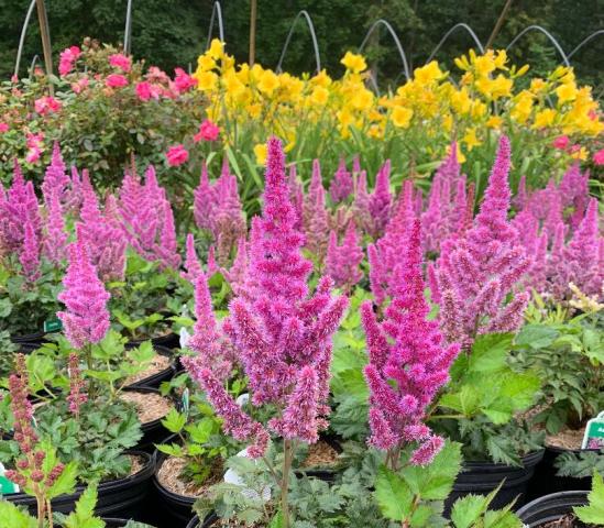 astilbe rouge