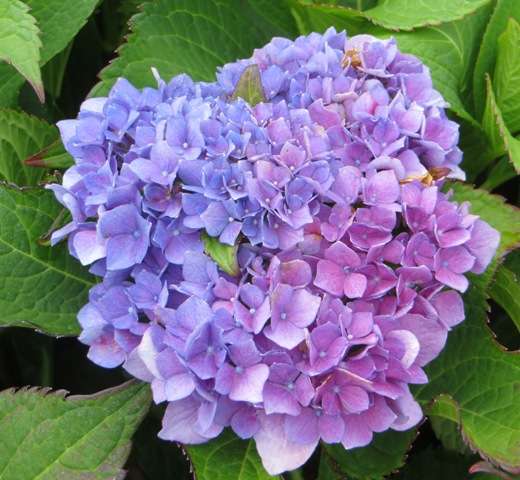 Hydrangea – Macrophylla – Let’s Dance® Rhythmic Blue® (pp25836 