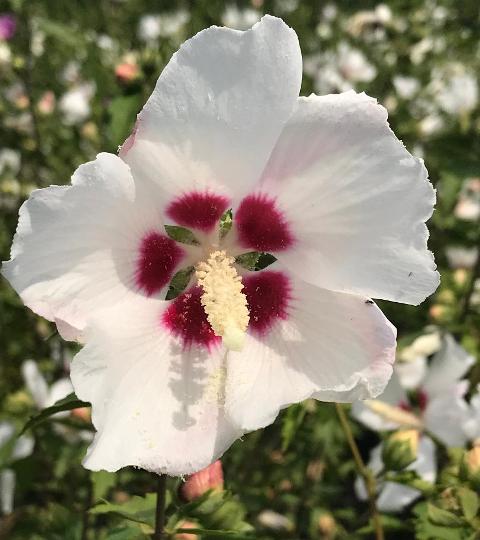 Hibiscus Rose Of Sharon Red Heart Riggins Nursery Llc 