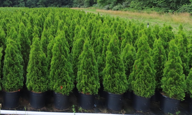 Pinus Flexilis ‘domingo Limber Pine Riggins Nursery Llc