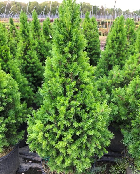 Picea – Dwarf Alberta Spruce – Riggins Nursery, LLC