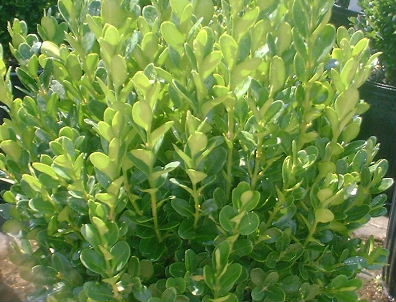 Boxwood