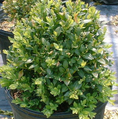 Boxwood