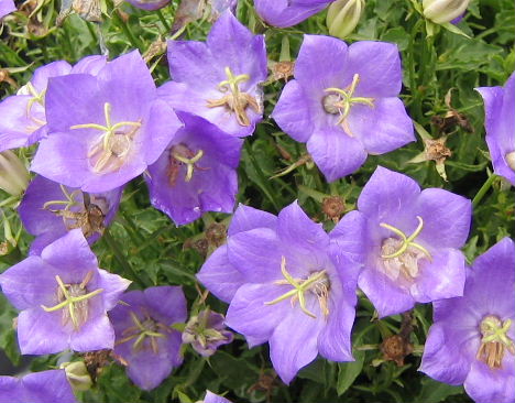 Campanula