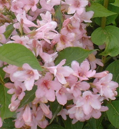 Weigela