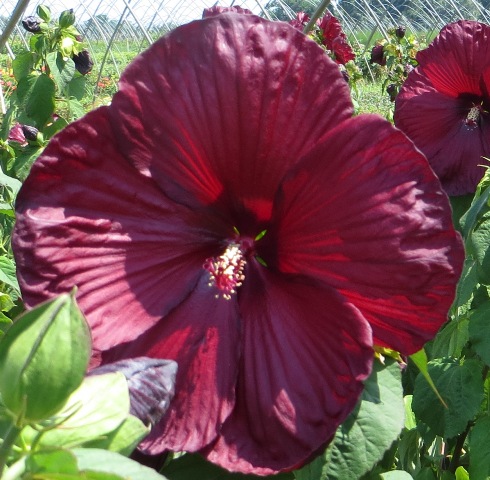 Hibiscus – Heartthrob (PP24760) – Riggins Nursery, LLC