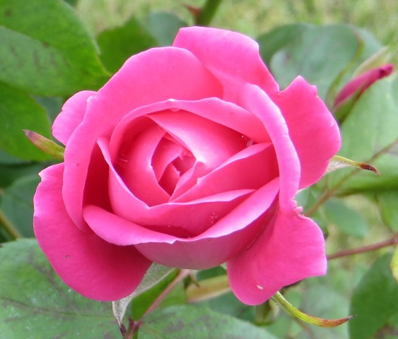 Rose – The Pink Double Knock Out® (PP18507) (Disease Resistant Shrub ...