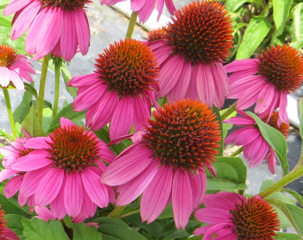 Echinacea – PowWow Wild Berry – Riggins Nursery, LLC