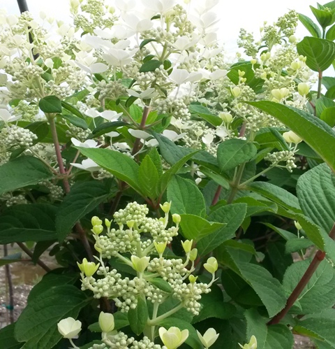 Hydrangea – paniculata – Quick Fire® (PP16812) (Tree Form) – Riggins ...