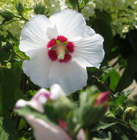 Hibiscus (Rose of Sharon) – Red Heart (Tree Form) – Riggins Nursery, LLC