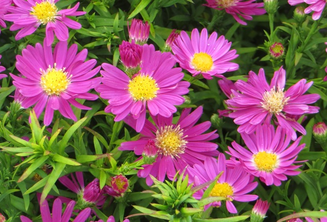 Aster – Kickin’ Carmine Red – Riggins Nursery, LLC