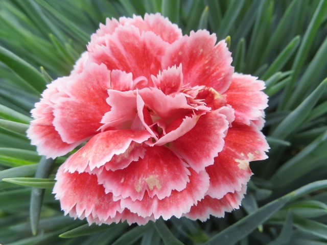 Dianthus – Scent First™ ‘Coral Reef’ (PP19660) – Riggins Nursery, LLC