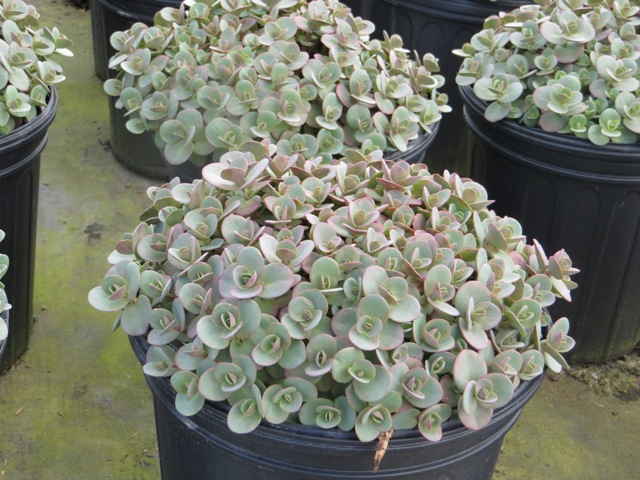 Sedum – Lime Zinger (PP24632) – Riggins Nursery, LLC