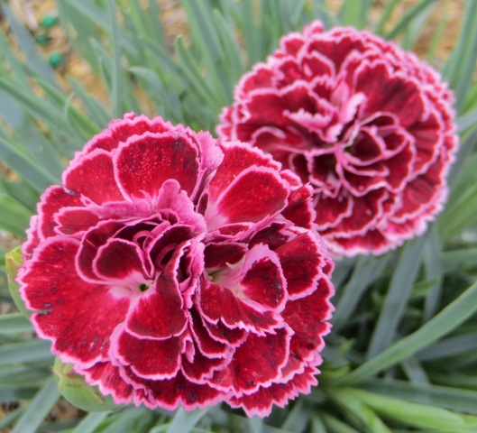 Dianthus – Fruit Punch® ‘Cherry Vanilla’ (PPAF) – Riggins Nursery, LLC