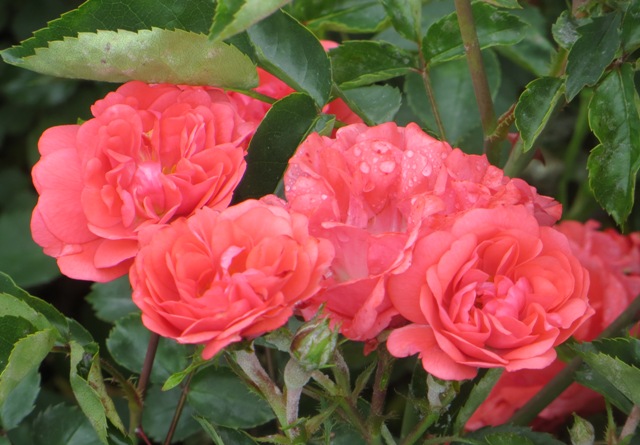 Rose – Coral Drift® (PP19148) (Disease Resistant Groundcover) – Riggins ...