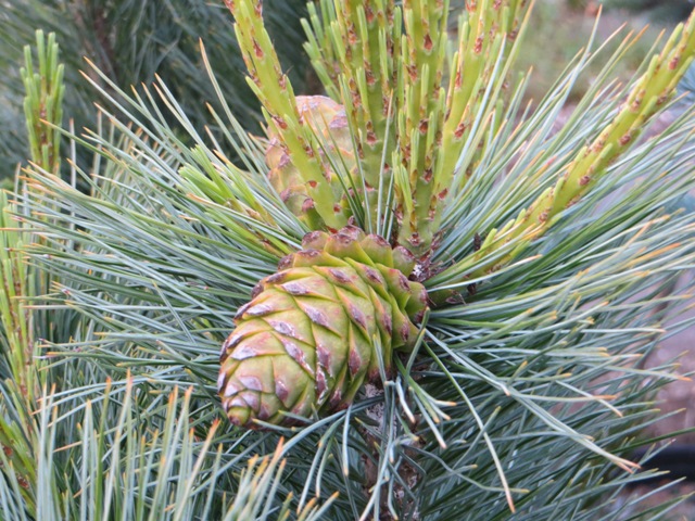 Pinus – flexilis ‘Domingo’ (Limber Pine) – Riggins Nursery, LLC