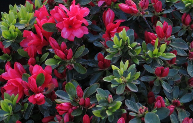 Azalea – Girard’s Hot Shot – Riggins Nursery, LLC