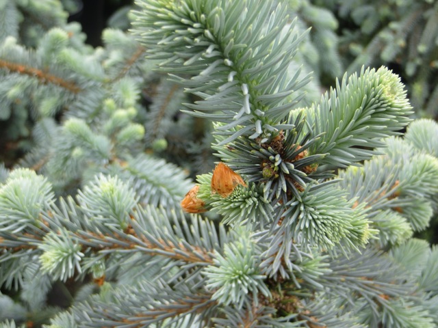 Picea – pungens ‘Glauca Slenderina Pendula’ (Weeping Colorado Spruce ...