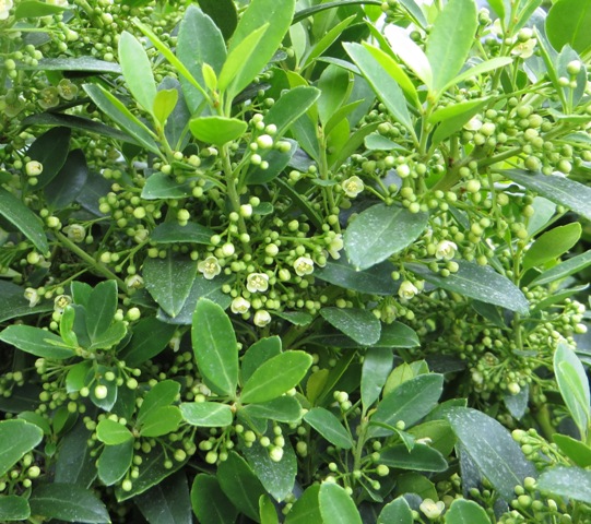 Ilex (Holly) – crenata – Hoogendorn – Riggins Nursery, LLC