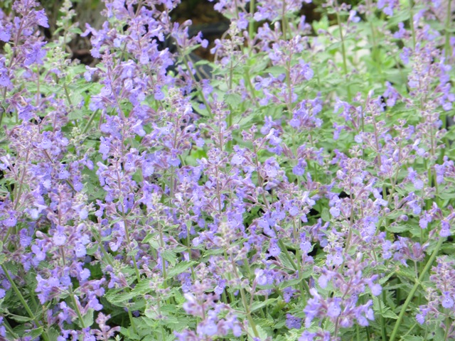 Nepeta – Junior Walker (PP23074) – Riggins Nursery, LLC