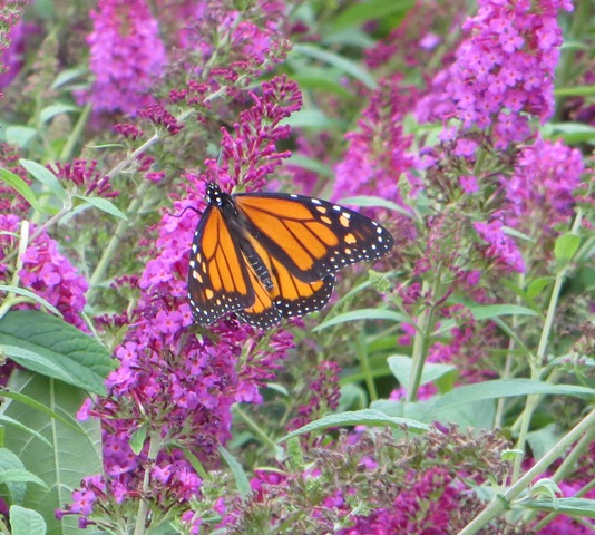 Buddleia (Butterfly Bush) – Miss Ruby (PP19950) – Riggins Nursery, LLC