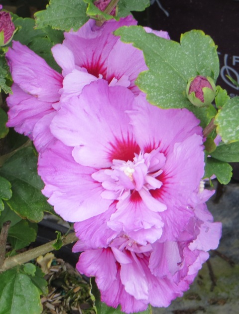 Hibiscus (Rose of Sharon) – First Editions® Tahiti™ – Riggins Nursery, LLC