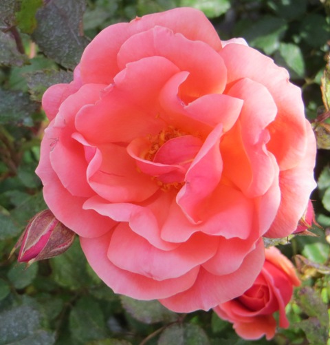 Rose – The Coral Knock Out® (PP19803) (Disease Resistant Shrub ...