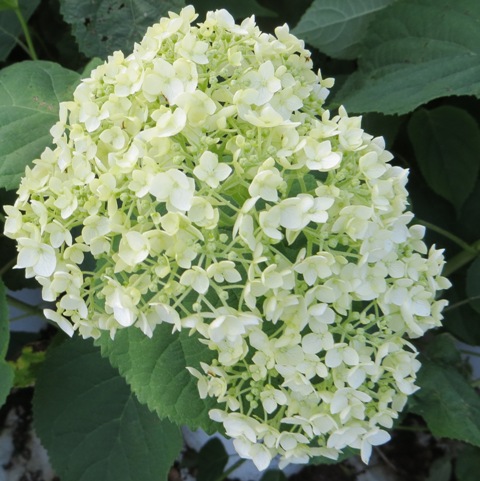 Hydrangea – arborescens – Incrediball® (PP20571) – Riggins Nursery, LLC