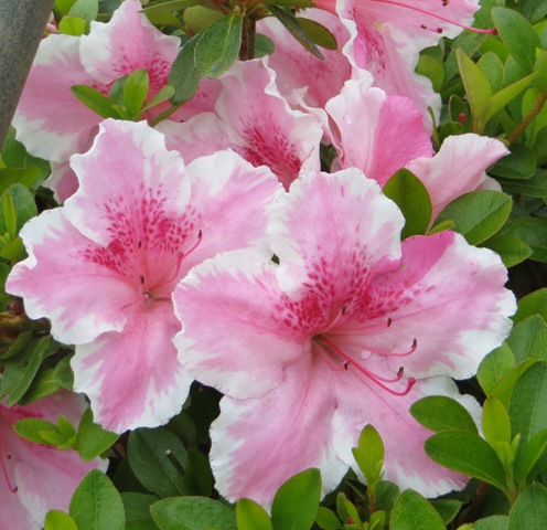 Azalea – Robin Hill ‘Lady Robin’ – Riggins Nursery, LLC