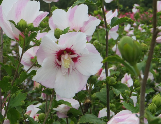 Hibiscus (Rose of Sharon) – First Editions ‘Fiji’ – Riggins Nursery, LLC