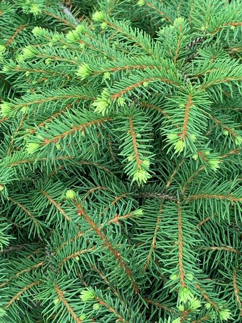 Picea – Green Bird’s Nest Spruce – Riggins Nursery, LLC