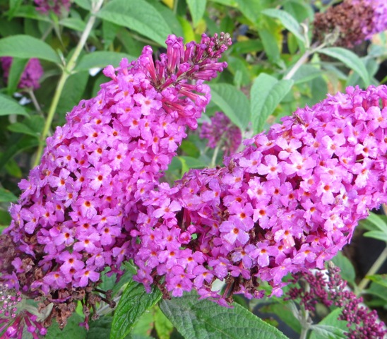 Buddleia (Butterfly Bush) – Miss Violet (PP28448) – Riggins Nursery, LLC