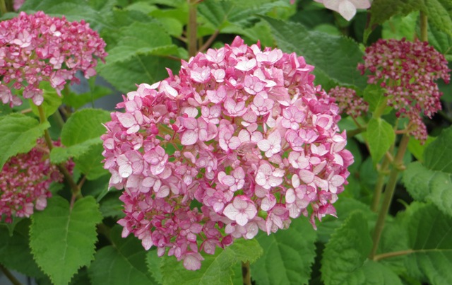 Hydrangea – paniculata – Lavalamp™ Candelabra™ (PP27472) – Riggins ...