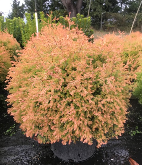 Thuja (Arborvitae) – Fluffy™ – Riggins Nursery, LLC