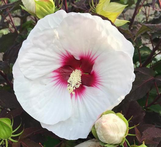 Hibiscus – Mocha Moon (PP27837) – Riggins Nursery, LLC