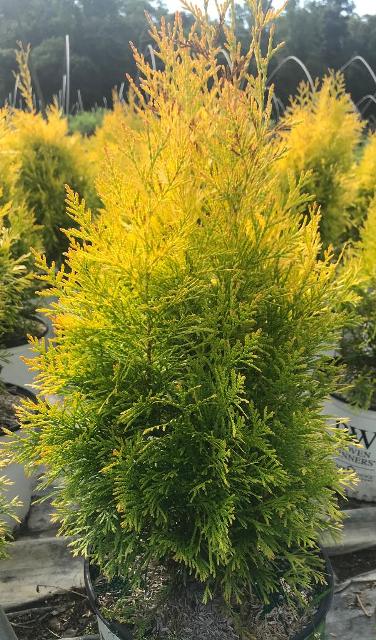 Thuja (Arborvitae) – Fluffy™ – Riggins Nursery, LLC