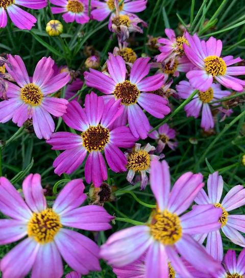 Coreopsis – Pink Sapphire (PP24288) – Riggins Nursery, LLC