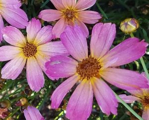 Coreopsis – PermaThread™ ‘Shades of Rose’ – Riggins Nursery, LLC