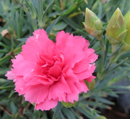 Dianthus – Fruit Punch® ‘Classic Coral’ (PPAF) – Riggins Nursery, LLC