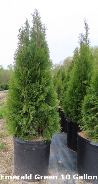 Thuja (Arborvitae) – occidentalis – Emerald Green – Riggins Nursery, LLC