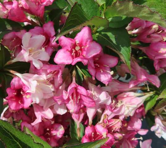 Weigela – Czechmark Trilogy™ (PPAF) – Riggins Nursery, LLC