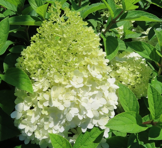 Hydrangea – arborescens – Pinkerella – Riggins Nursery, LLC