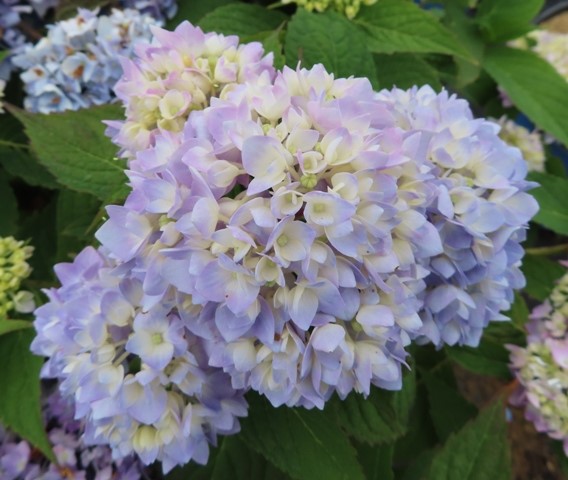 Hydrangea – macrophylla – Endless Summer® BloomStruck® (PP25566 ...