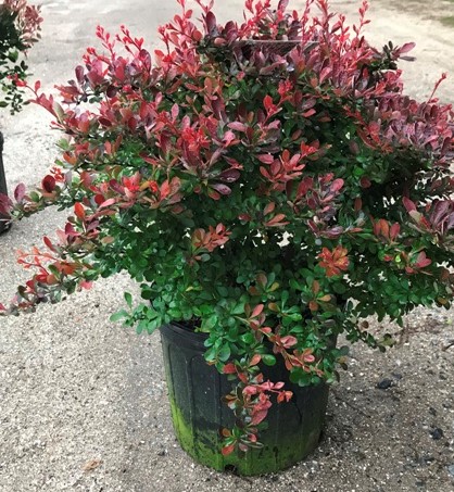 Barberry – Crimson Pygmy – Riggins Nursery, LLC