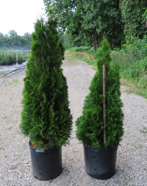 Thuja (Arborvitae) – occidentalis – Emerald Green – Riggins Nursery, LLC