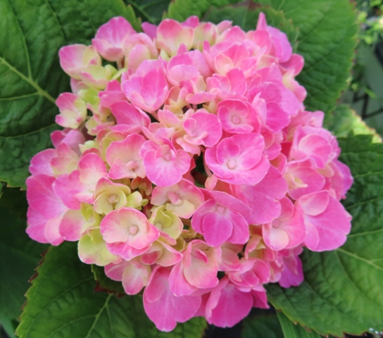 Hydrangea – macrophylla – Let’s Dance Big Band™ (PPAF) – Riggins ...